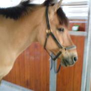 Anden særlig race Zabo-tini