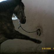 Anden særlig race Stjerne<3