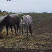 Arabisk fuldblod (OX) Darusja