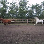 Arabisk fuldblod (OX) Darusja