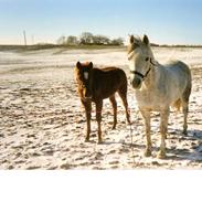 Arabisk fuldblod (OX) Darusja