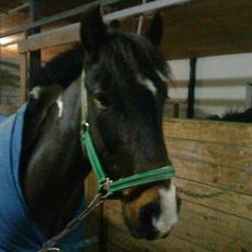 Anden særlig race Hesteklewa Jupitor (Solgt)