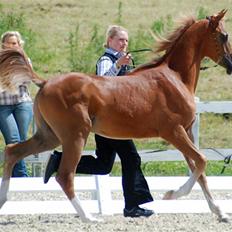 Arabisk fuldblod (OX) Kabir el Azraff 