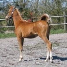 Arabisk fuldblod (OX) Kabir el Azraff 