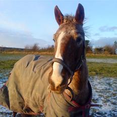Anden særlig race Baltic Hexia (Solgt)