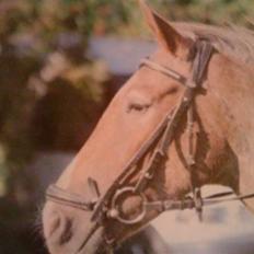 Anden særlig race Baltic Hexia (Solgt)