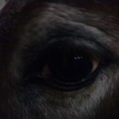 Anden særlig race Baltic Hexia (Solgt)