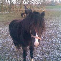 Anden særlig race Bianca