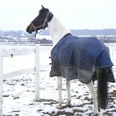 Hollandsk Sportspony Winnietou solgt:`(