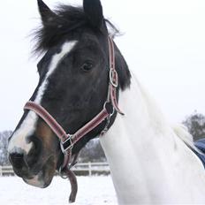 Hollandsk Sportspony Winnietou solgt:`(