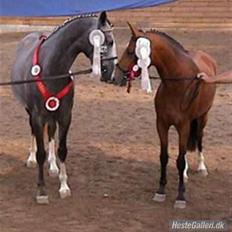 DSP Nørlunds Sunbeam *SOLGT*