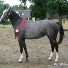 DSP Nørlunds Sunbeam *SOLGT*