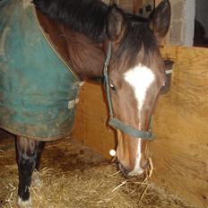 Fuldblod (XX) Milton - R.I.P