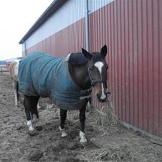 Fuldblod (XX) Milton - R.I.P