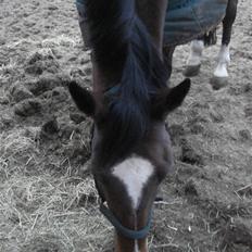 Fuldblod (XX) Milton - R.I.P