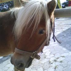 Shetlænder Emma