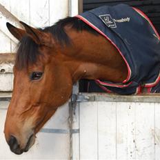 Dansk Varmblod Capacity Wild FLower