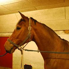 Dansk Varmblod Capacity Wild FLower