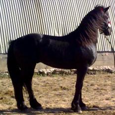 Frieser Abraham B SOLGT