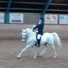 Anden særlig race Starhorse Yassir