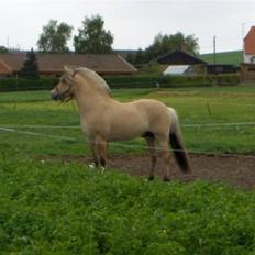 Fjordhest Granit Halsnæs ELITE FJ
