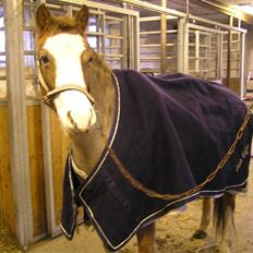 Tysk Sportspony Fee - SOLGT