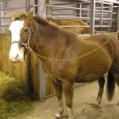 Tysk Sportspony Fee - SOLGT