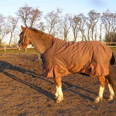 Tysk Sportspony Fee - SOLGT