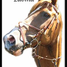 Dansk Varmblod Rosinante Edoma