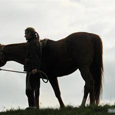 Dansk Varmblod Rosinante Edoma