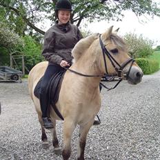 Fjordhest BINE R.I.P.