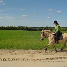 Fjordhest BINE R.I.P.