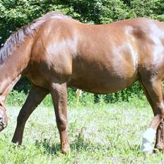 Standardbred Madame Touch