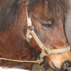 Anden særlig race Sheik * Gammel part*