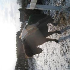 Anden særlig race Sheik * Gammel part*