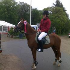 Welsh Pony af Cob-type (sec C) Jet 