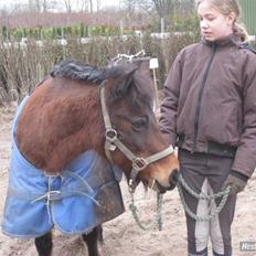 Anden særlig race Sheik * Gammel part*