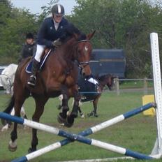 Dansk Varmblod LE MANS - Solgt