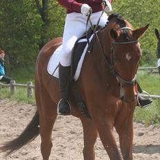Dansk Varmblod LE MANS - Solgt