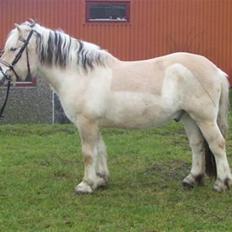 Anden særlig race Fritz gammel part