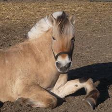 Fjordhest Rikke *Gammel Part*