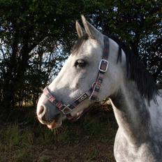 Anden særlig race Fandango (springer )