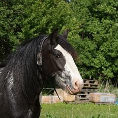 Tinker Lehmanns Ozzie <3 