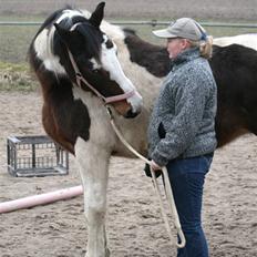 Anden særlig race Gosha (Solgt)