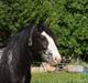 Tinker Lehmanns Ozzie <3 