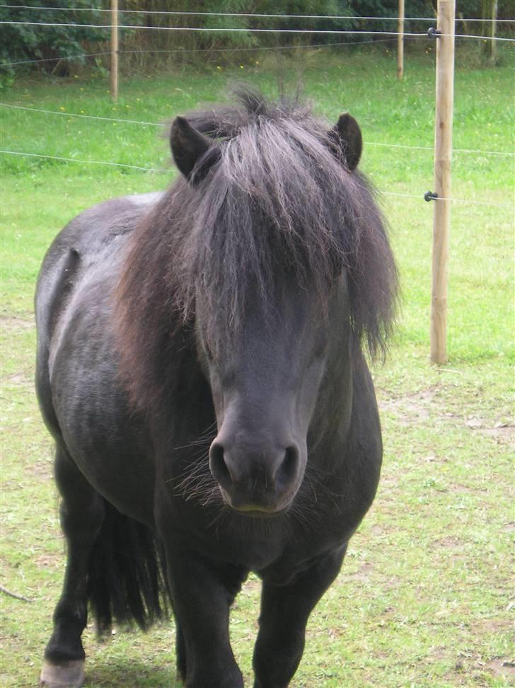 Shetlænder | Hermann | billede 20