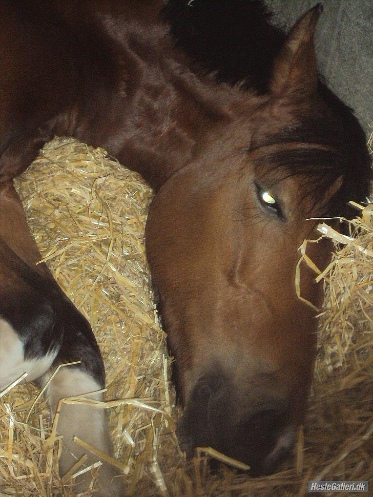 Anden særlig race Molly <3 *SAVN* - I miss you sweetheart ´i: billede 13