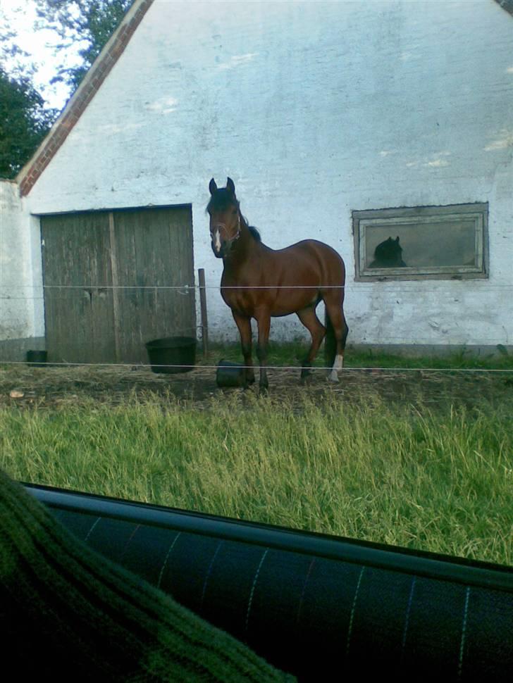 Anden særlig race Joachim  - solgt :(- - hyppen<3  billede 2