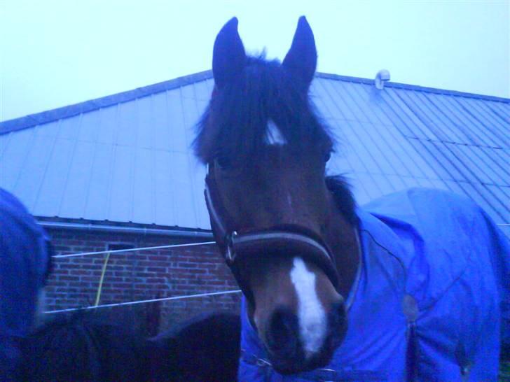 Anden særlig race Joachim  - solgt :(- - joakim <3 billede 3