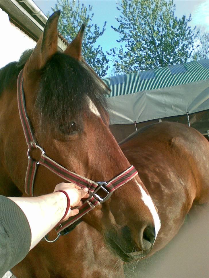 Anden særlig race Joachim  - solgt :(- - gammelt billed af joakim<3 billede 4